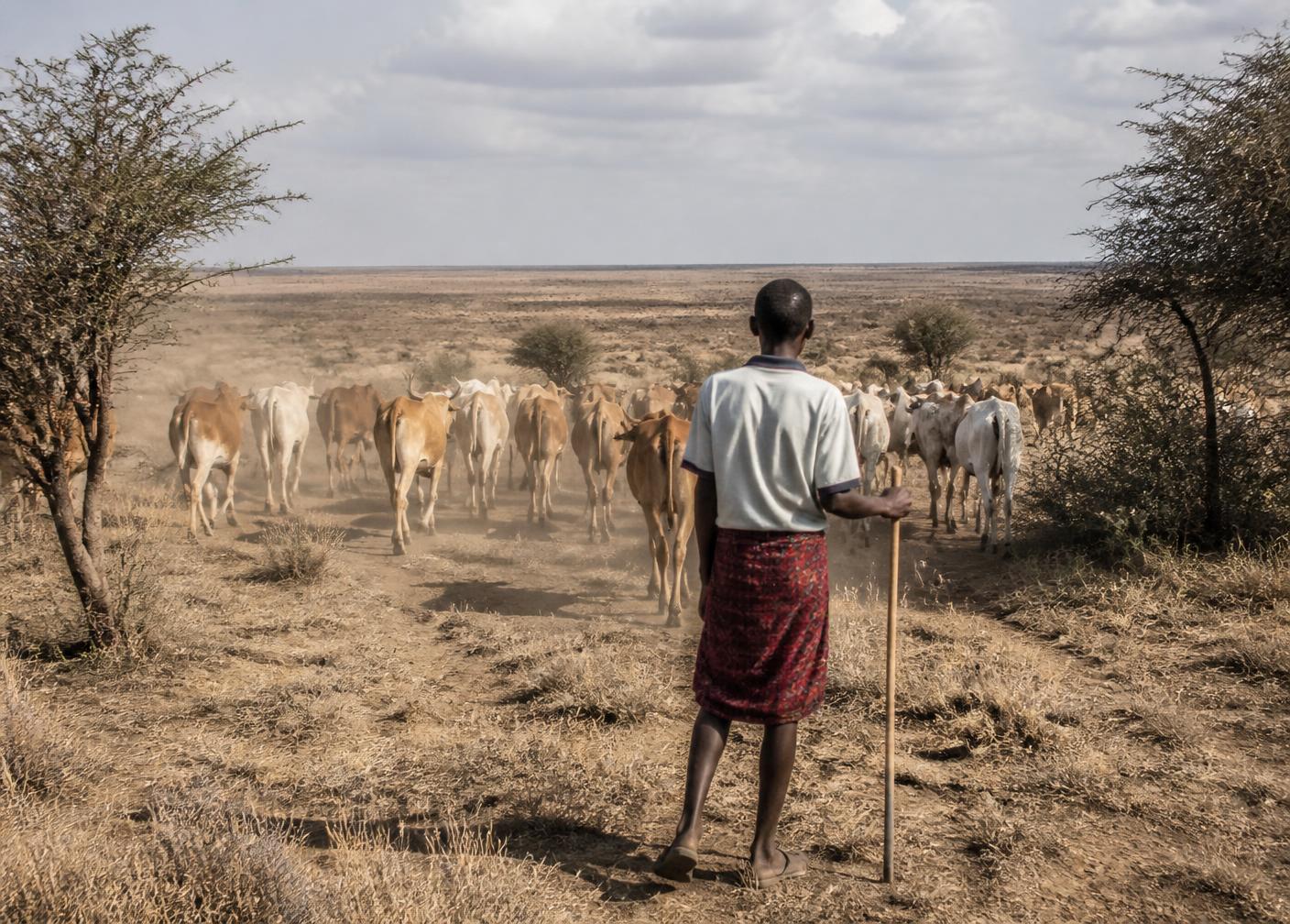 A herder moving cattle across dry rangeland in northern Kenya.